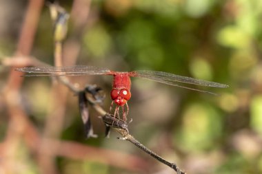 Doğada çimlerin üzerine tünemiş yusufçuk kırmızısı bir görüntü..