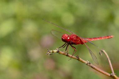 Doğada çimlerin üzerine tünemiş yusufçuk kırmızısı bir görüntü..