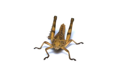 Kahverengi çekirge görüntüsü, böcek, bir dalda izole edilmiş.