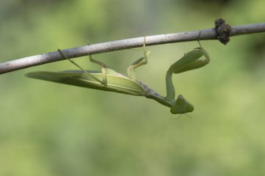 Mantis, yeşil bir torbayla kahverengi bir dalın üzerine tünemiş dua ediyor.