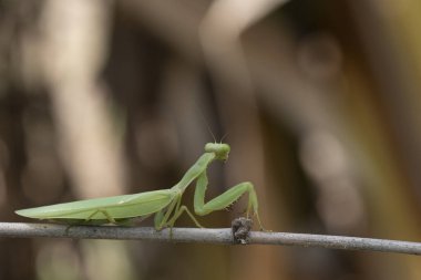 Mantis, yeşil bir torbayla kahverengi bir dalın üzerine tünemiş dua ediyor.