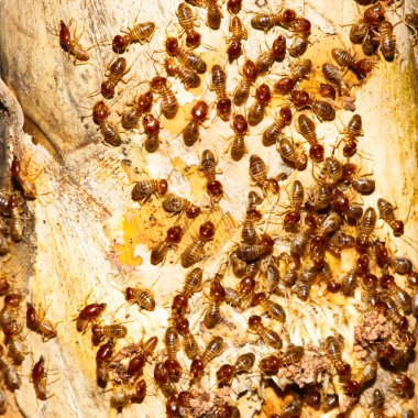 Tahta zeminde yiyecek arayan termit resimleri, Wood destr