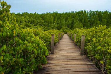 Tayland 'daki sahil ormanında tahta bir köprü..