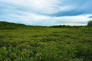 Orman arka planı, deniz kıyısında güzel bir ormanda gün doğumu...