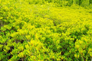 Orman arka planı, deniz kıyısında güzel bir ormanda gün doğumu...
