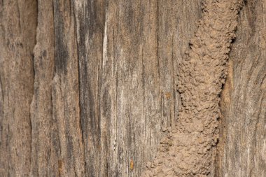 Tahta karınca izleri, tahtaları yok eden hayvanlar.. 