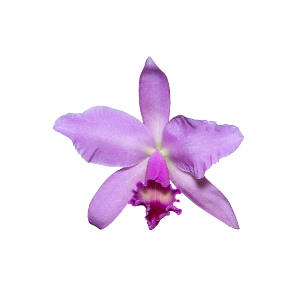 Розовый цветок орхидеи (Cattleya labiata), изолированный на белой спине — стоковое фото