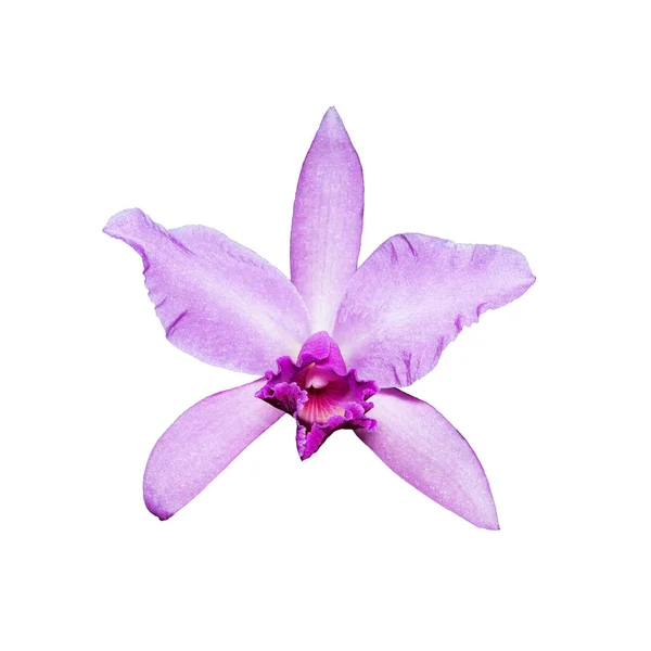 Розовый цветок орхидеи (Cattleya labiata), изолированный на белой спине — стоковое фото