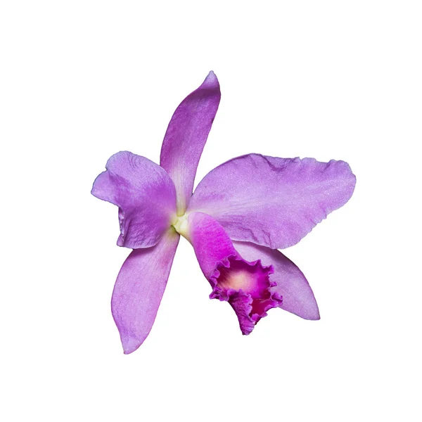 Розовый цветок орхидеи (Cattleya labiata), изолированный на белой спине — стоковое фото