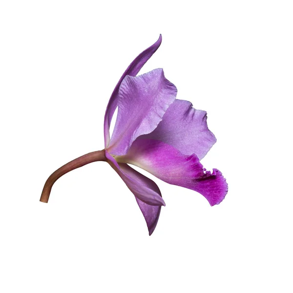 Orchidée (Cattleya labiata) fleur rose isolée sur le dos blanc — Photo