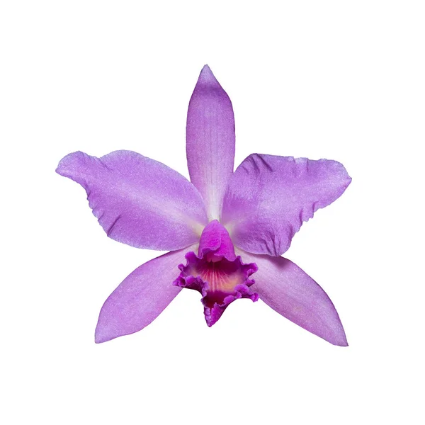 Розовый цветок орхидеи (Cattleya labiata), изолированный на белой спине — стоковое фото