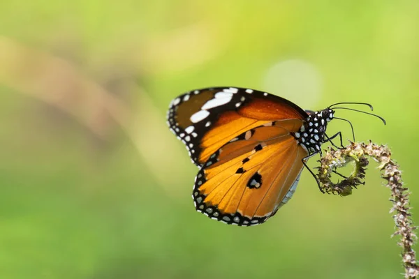 Bella farfalla arancione su un fiore, natura, fiori da giardino . — Foto Stock