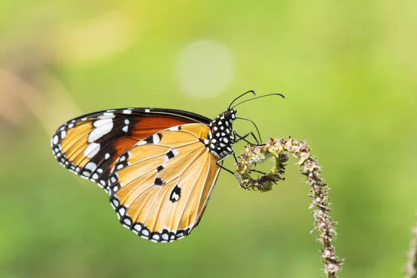 Beautiful orange butterfly  on a flower, nature, garden flowers. — Stock Photo, Image