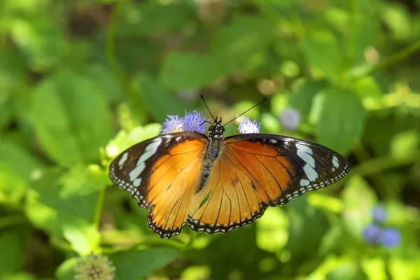 Bella farfalla arancione su un fiore, natura, fiori da giardino . — Foto Stock