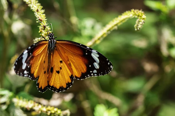 Beau papillon orange sur une fleur, nature, fleurs de jardin . — Photo