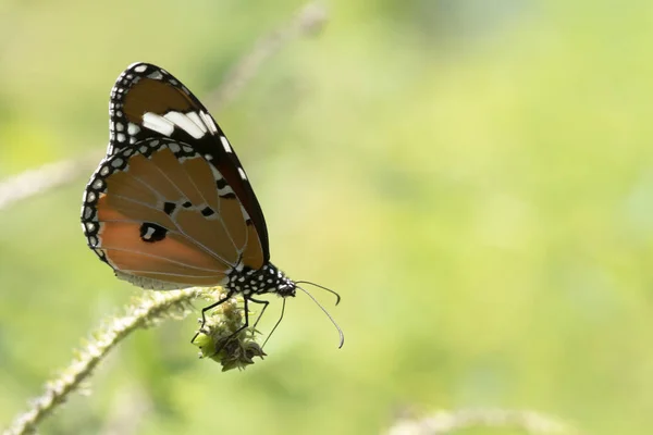 Bella farfalla arancione su un fiore, natura, fiori da giardino . — Foto Stock