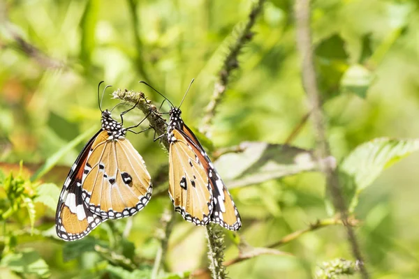 Due farfalle su un fiore, natura, fiori da giardino . — Foto Stock