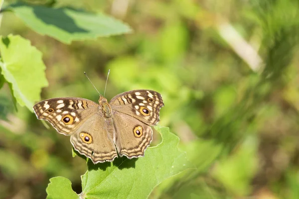 Farfalla marrone Bella, Mangiare cibo in natura, fiore del giardino — Foto Stock