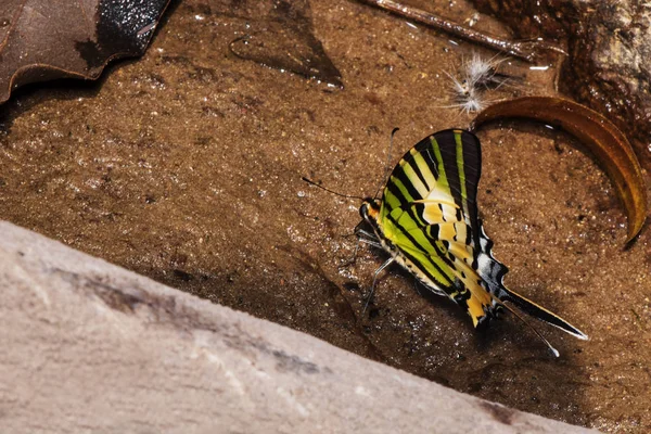 Farfalla marrone Bella, Mangiare cibo in natura, fiore del giardino — Foto Stock