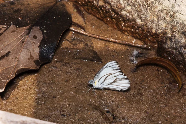 Farfalla marrone Bella, Mangiare cibo in natura, fiore del giardino — Foto Stock