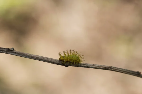 Bu dikenli tırtıl, güzel sarı bir buttenin doğuşudur. — Stok fotoğraf