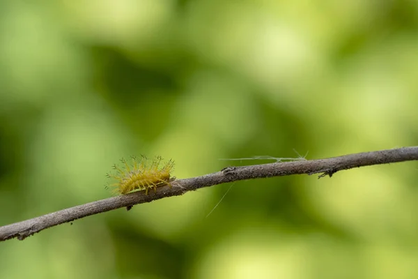 このとげのある毛虫は美しい黄色の蝶の誕生です。 — ストック写真