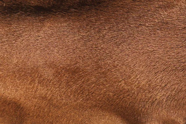Kuhfell, Struktur einer braunen Kuh. — Stockfoto