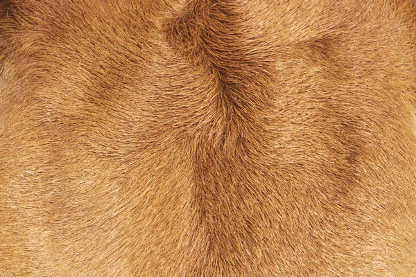 Rinderhaut, Struktur einer braunen Kuh. — Stockfoto