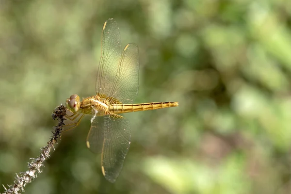 Imagem de libélula Amarelo empoleirado no topo da grama na natur — Fotografia de Stock