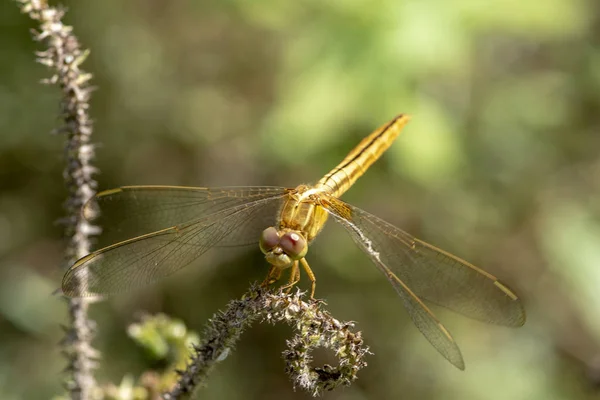 Bild der Libelle gelb thront auf dem Grasgipfel in der Natur — Stockfoto