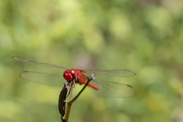 在自然界的草顶上栖息着蜻蜓红色的图像. — 图库照片
