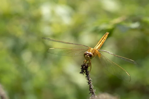 Afbeelding van libelle Geel neergestreken op het gras top in de natur — Stockfoto