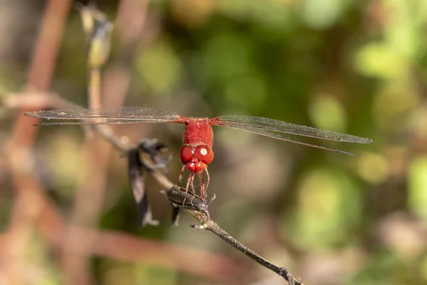 Imagen de libélula roja encaramada en la hierba superior en la naturaleza . —  Fotos de Stock