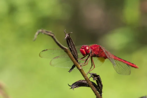 Afbeelding van libelle rood neergestreken op het gras top in de natuur. — Stockfoto