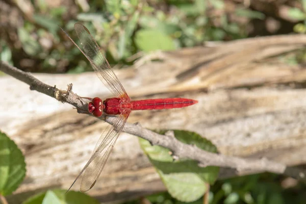 Afbeelding van libelle rood neergestreken op het gras top in de natuur. — Stockfoto