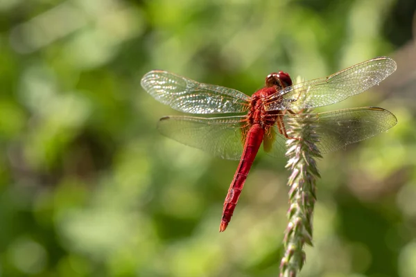 Bild der roten Libelle, die auf dem Grasgipfel in der Natur thront. — Stockfoto