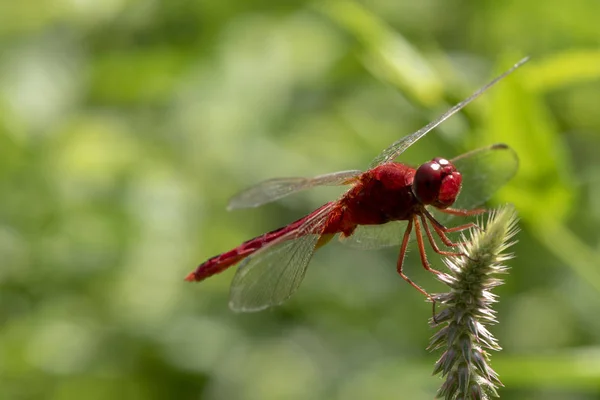 Afbeelding van libelle rood neergestreken op het gras top in de natuur. — Stockfoto