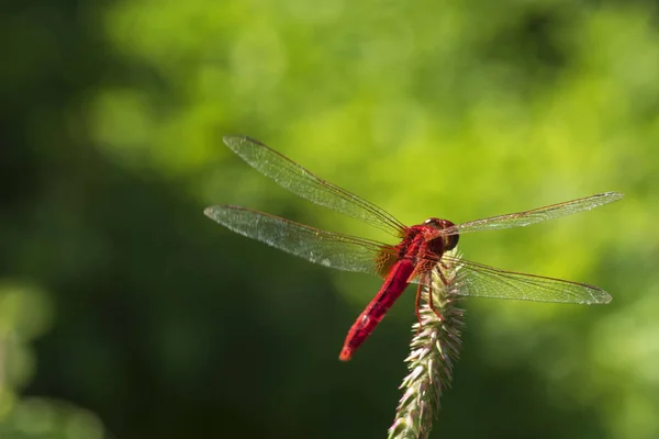 Imagem de libélula vermelho empoleirado no topo da grama na natureza . — Fotografia de Stock