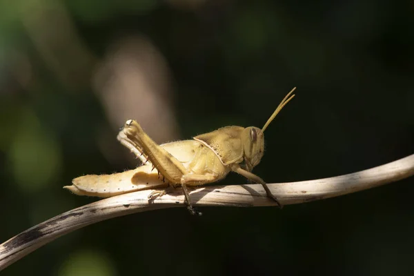 Imagem de gafanhoto marrom, inseto, Em um ramo, na natureza backg — Fotografia de Stock