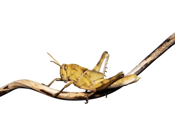 Image of Brown grasshopper, insect ,On a branch, Isolated on the — 스톡 사진