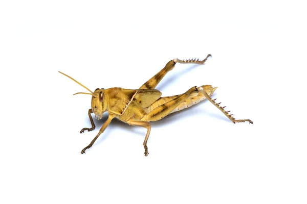 Imagem de gafanhoto marrom, inseto, em um ramo, isolado no — Fotografia de Stock