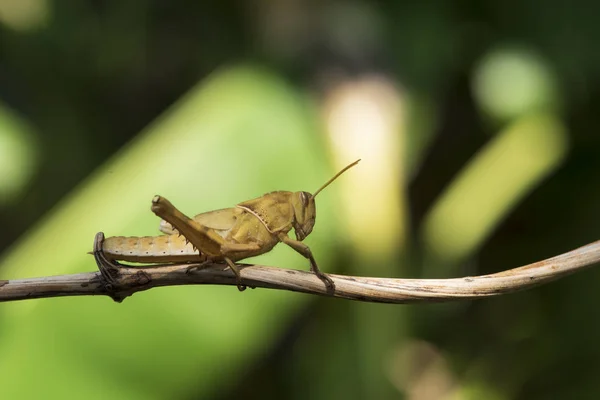 Immagine di Cavalletta bruna, insetto, Su un ramo, sul dorso della natura — Foto Stock