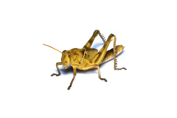 Image of Brown grasshopper, insect ,On a branch, Isolated on the — 스톡 사진