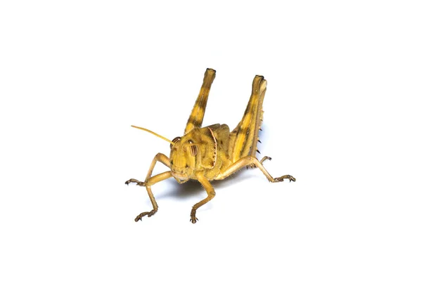 Bild der braunen Heuschrecke, Insekt, auf einem Ast, isoliert auf der — Stockfoto