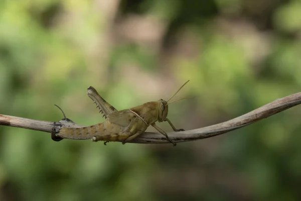 Image of Brown grasshopper, insect ,On a branch, on nature backg — Stock Photo, Image