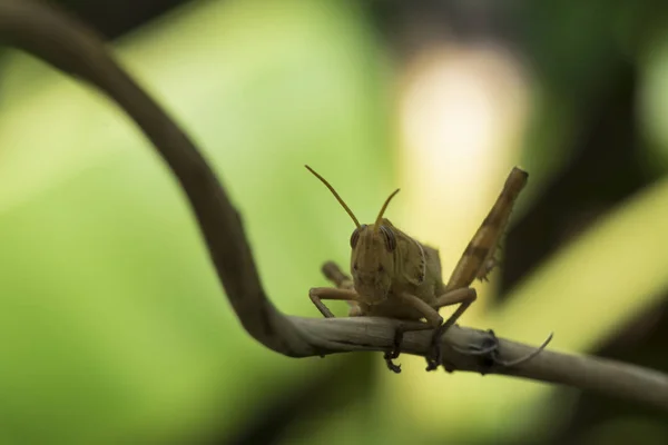 Imagen de Saltamontes marrón, insecto, En una rama, en la naturaleza backg —  Fotos de Stock