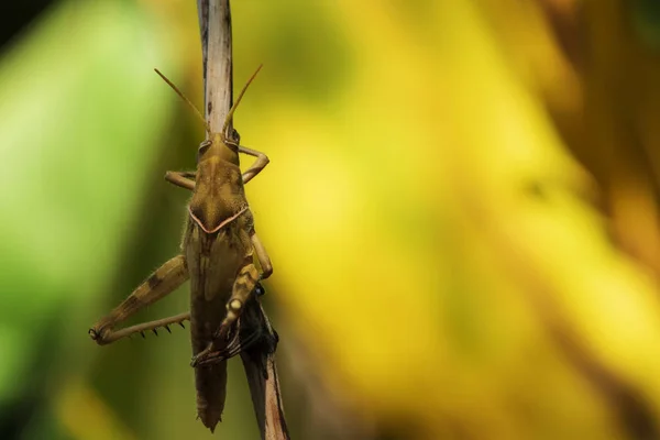 Image of Brown grasshopper, insect ,On a branch, on nature backg — 스톡 사진