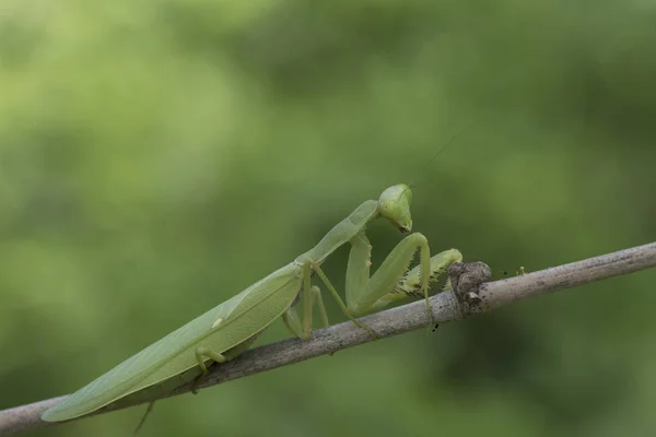 Mantis, yeşil bir torbayla kahverengi bir dalın üzerine tünemiş dua ediyor. — Stok fotoğraf