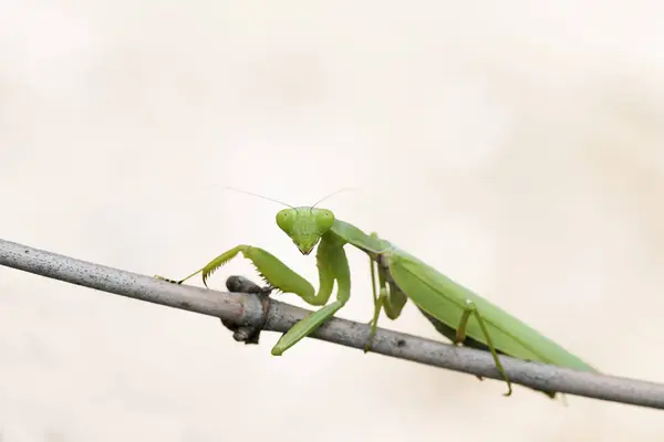 Mantis Praying at Perched on a brown and branch With a white bac — 스톡 사진