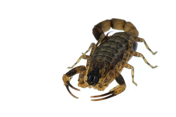 Коричневый скорпион Ядовитые животные изолированы на белой спинке — стоковое фото